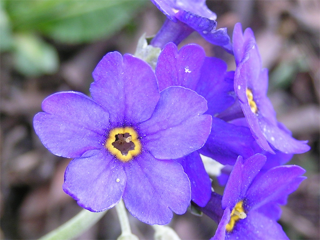 Purple Forget Me Not Flower