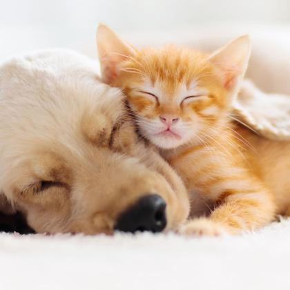 Dog and cat sleeping