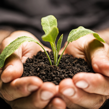 Hands holding soil with sprouting plant