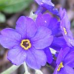Purple Forget Me Not Flower